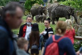 Asian elephant (Elephas maximus), elephants