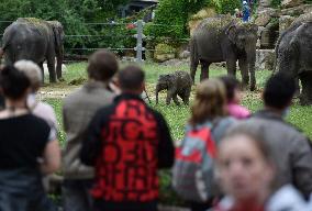 Asian elephant (Elephas maximus), elephants