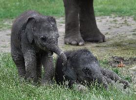 Asian elephant (Elephas maximus), elephants