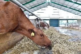 cows are fed in cowshed on the premises of a school farm, cow