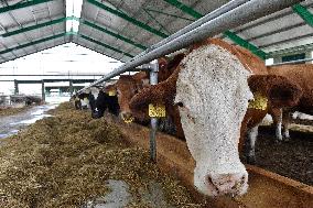 cows are fed in cowshed on the premises of a school farm, cow
