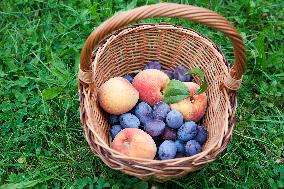 handbasket, fruit, summer, plums, peaches