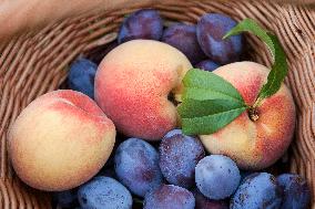 handbasket, fruit, summer, plums, peaches