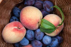 handbasket, fruit, summer, plums, peaches