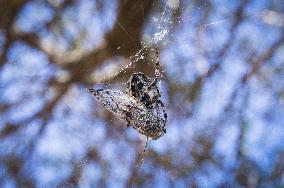 Telascica Nature Park, Common Cicada, Lyristes plebejus, insects, Cross Spider, web, hunt, catch