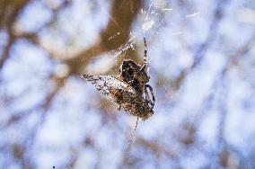 Telascica Nature Park, Common Cicada, Lyristes plebejus, insects, Cross Spider, web, hunt, catch