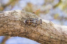 Telascica Nature Park, Common Cicada, Lyristes plebejus, insects