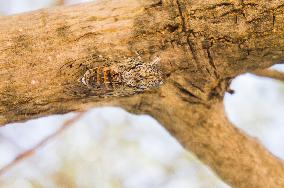 Telascica Nature Park, Common Cicada, Lyristes plebejus, insects