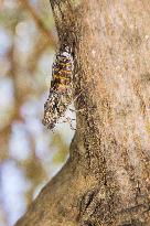 Telascica Nature Park, Common Cicada, Lyristes plebejus, insects