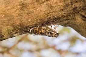 Telascica Nature Park, Common Cicada, Lyristes plebejus, insects