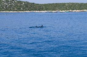 sea, fish farm, farming, fishing, Bottlenose Dolphin, Tursiops truncatus