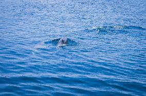 sea, Bottlenose Dolphin, Tursiops truncatus