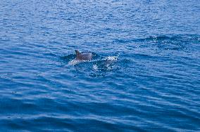 sea, Bottlenose Dolphin, Tursiops truncatus