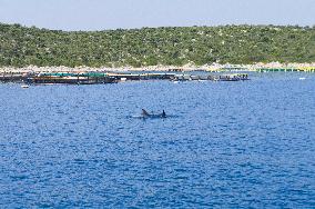 sea, fish farm, farming, fishing, Bottlenose Dolphin, Tursiops truncatus