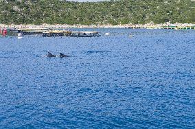 sea, fish farm, farming, fishing, Bottlenose Dolphin, Tursiops truncatus