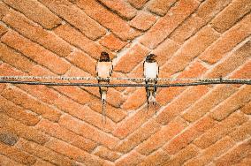 Barn Swallow, Hirundo rustica