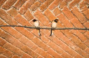 Barn Swallow, Hirundo rustica