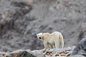 polar bear