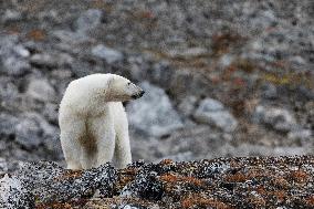 polar bear