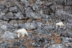 polar bear, mother with cub