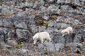 polar bear, mother with cub