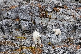 polar bear, mother with cub