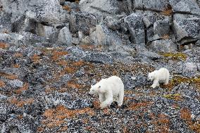 polar bear, mother with cub