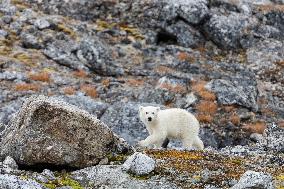 cub of polar bear