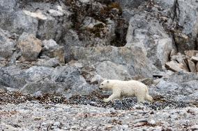 cub of polar bear