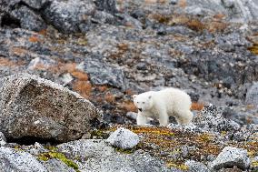 cub of polar bear