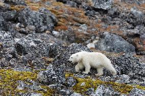 cub of polar bear