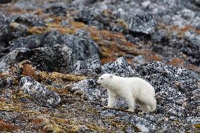 cub of polar bear