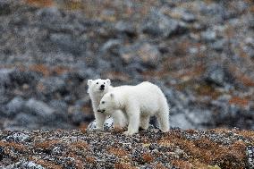 cub of polar bear