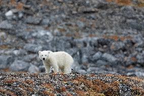 cub of polar bear