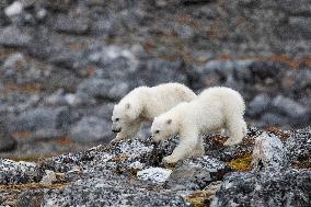 cub of polar bear