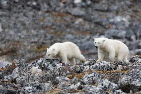 cub of polar bear