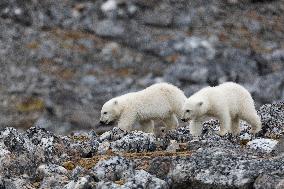 cub of polar bear