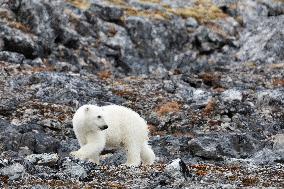 cub of polar bear