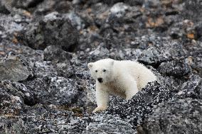 cub of polar bear