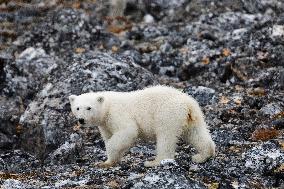 cub of polar bear