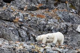 cub of polar bear