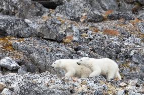 cub of polar bear