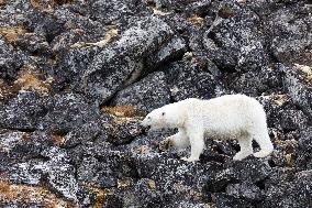 cub of polar bear