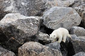 cub of polar bear