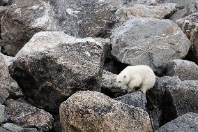 cub of polar bear