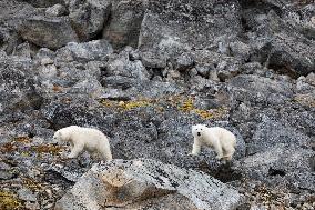 cub of polar bear