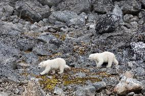 cub of polar bear