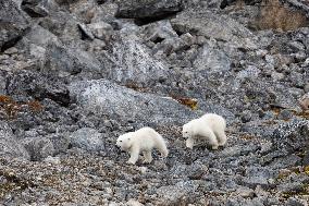 cub of polar bear