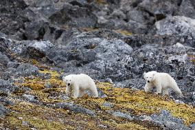 cub of polar bear