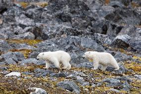 cub of polar bear